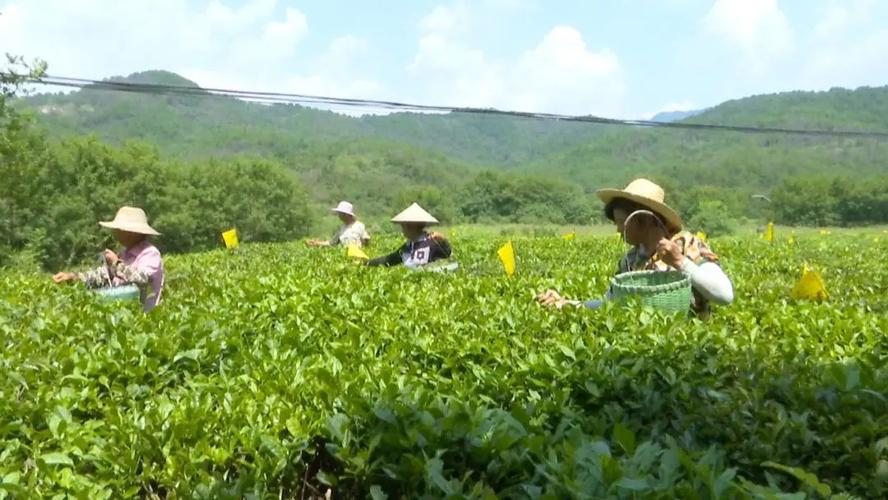 推广化肥农药减施增效技术助力黄陂茶产业绿色发展